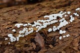 Ceratiomyxa fruticulosa var. fruticulosa image
