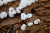 Ceratiomyxa fruticulosa var. fruticulosa image