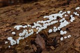 Ceratiomyxa fruticulosa var. fruticulosa image