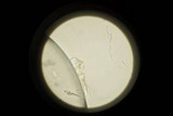 Panaeolus fimicola image
