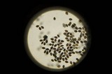 Panaeolus fimicola image