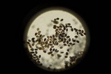 Panaeolus fimicola image