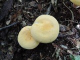 Hygrophoropsis aurantiaca image