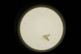Panaeolus fimicola image