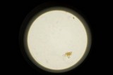 Panaeolus fimicola image