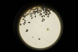 Panaeolus fimicola image
