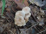 Gymnopus confluens image