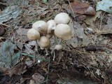 Gymnopus confluens image