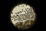 Panaeolus fimicola image