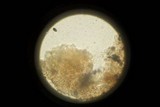 Panaeolus fimicola image