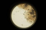 Panaeolus fimicola image