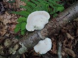 Tyromyces chioneus image