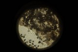 Panaeolus fimicola image