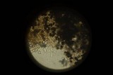 Panaeolus fimicola image