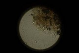 Panaeolus fimicola image