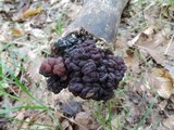 Exidia nigricans image