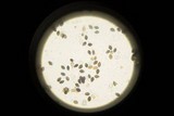Panaeolus fimicola image