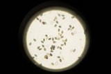Panaeolus fimicola image