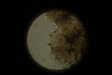 Panaeolus fimicola image