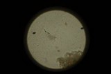 Panaeolus fimicola image
