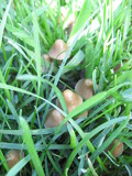 Psilocybe semilanceata image
