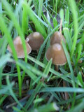 Psilocybe semilanceata image