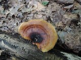 Royoporus badius image