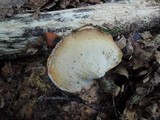 Royoporus badius image
