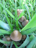 Psilocybe semilanceata image