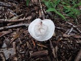 Rhodocybe hirneola image