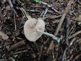 Rhodocybe hirneola image