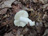 Russula modesta image