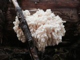 Hericium abietis image