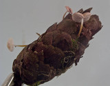 Strobilurus trullisatus image