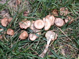Marasmius oreades image