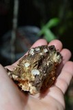 Panellus pusillus image
