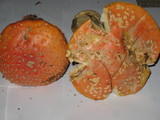 Amanita muscaria var. persicina image