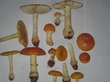 Amanita muscaria var. persicina image