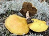 Suillus tomentosus image
