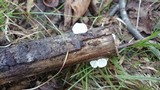 Cheimonophyllum candidissimum image