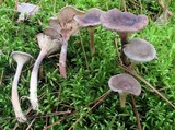 Cantharellula umbonata image