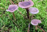 Cantharellula umbonata image