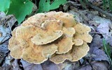 Onnia tomentosa image