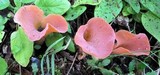Guepinia helvelloides image