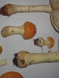 Amanita muscaria var. persicina image