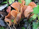 Guepinia helvelloides image