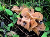 Guepinia helvelloides image