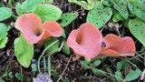 Guepinia helvelloides image