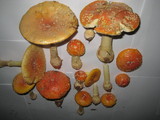 Amanita muscaria var. persicina image