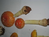 Amanita muscaria var. persicina image